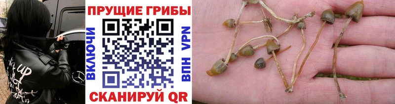Галлюциногенные грибы GOLDEN TEACHER  МЕГА ссылки  Кинель  сколько стоит 